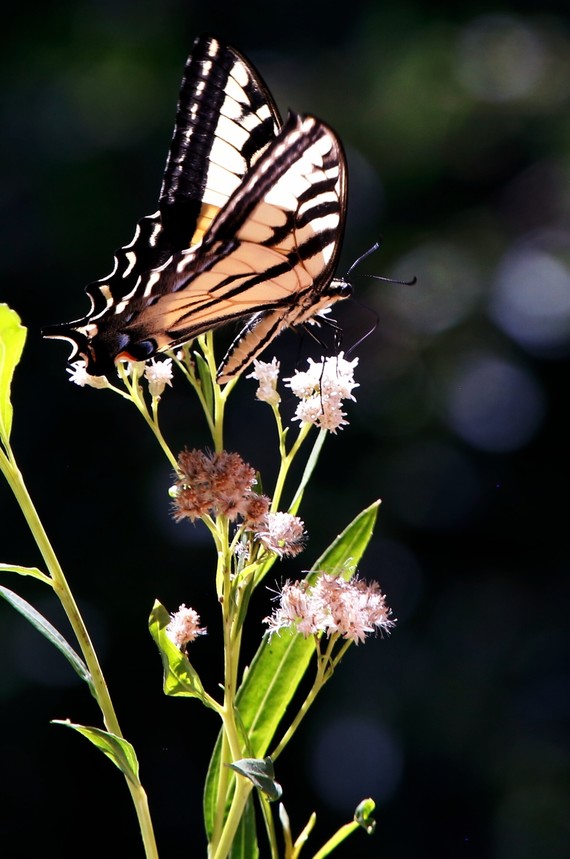 Cuyamaca Rancho SP (Wester tiger swallowtail butterfly)