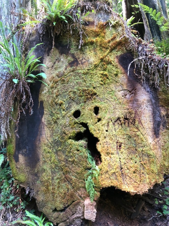Prairie Creek Redwoods SP_funny face on bark