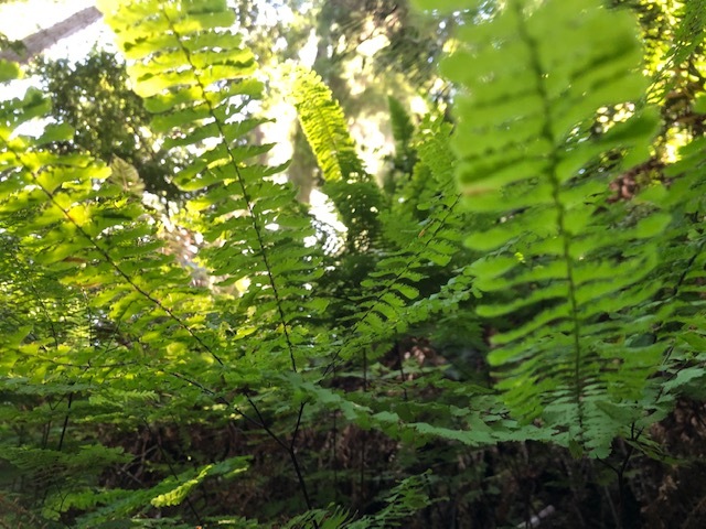 Prairie Creek Redwoods SP_five finger fern