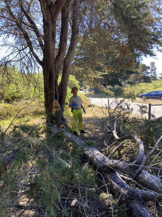 Sonoma Coast State Park_dead tree branch felled