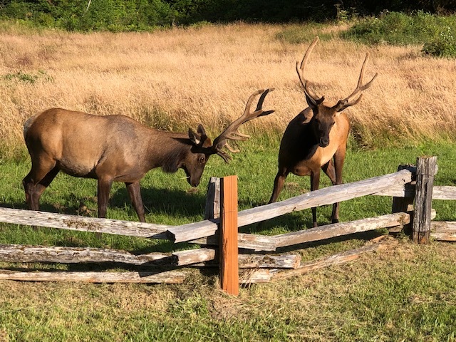 Prairie Creek Redwoods SP elks