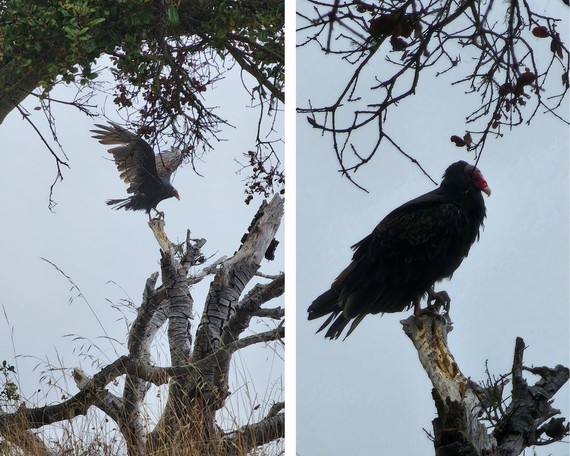 Angel Island SP_Turkey vulture