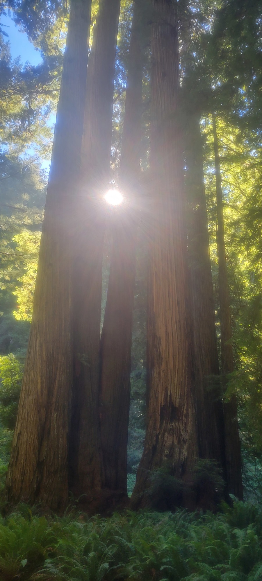 Prairie Creek Redwoods_sun behind redwoods