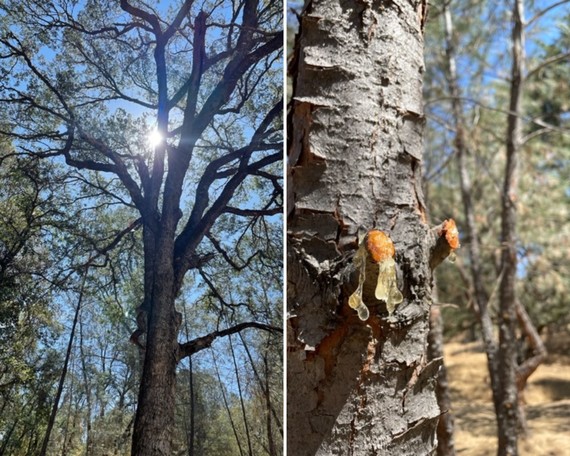 Folsom Lake SRA_tree collage