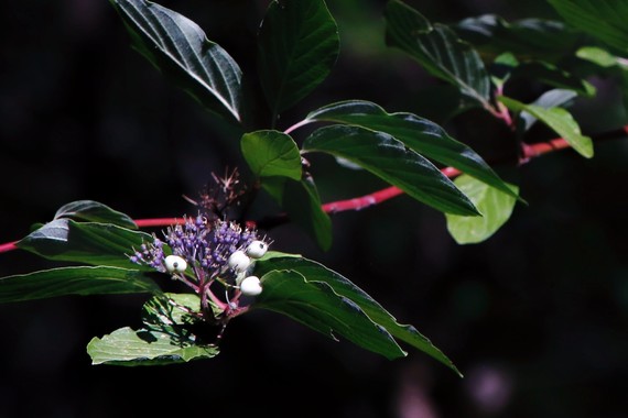 Cuyamaca Rancho SP_Creek Dogwood berries