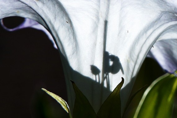 Cuyamaca Rancho SP_bee silhouette on Jimson weed flower