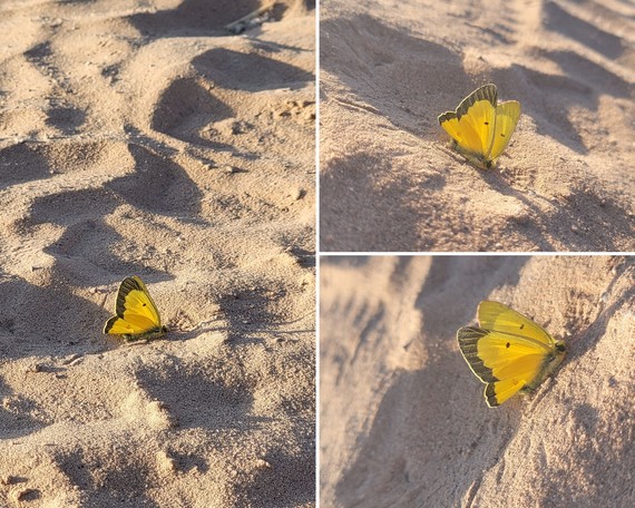 Heber Dunes SVRA_Dina Yellow Butterfly collage