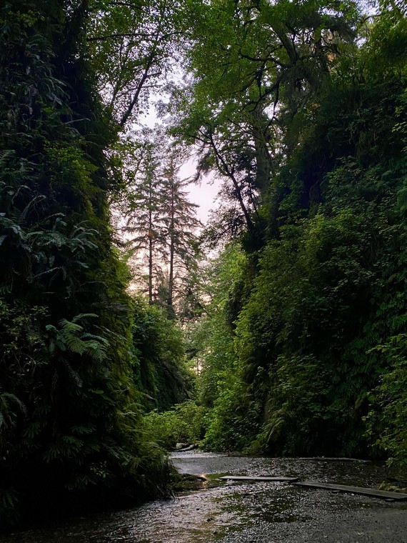 Prairie Creek Redwoods State Park_Fern Canyon