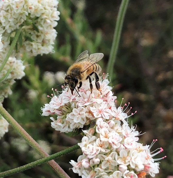 CA Citrus SHP_western honey bee