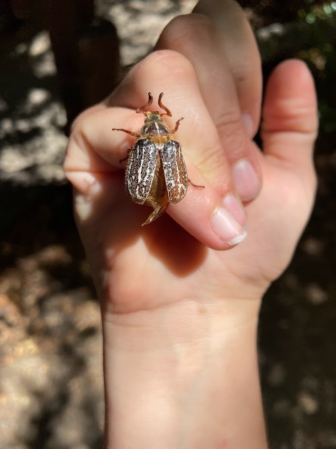 Henry Cowell Redwoods SP_Mount Hermon June beetle