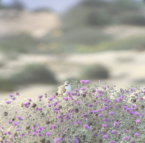 Oceano Dunes SVRA_western snowy plover