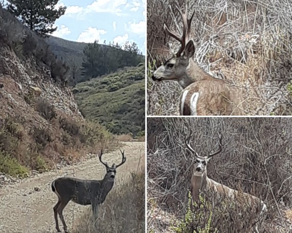 Montana de Oro SP_buck collage