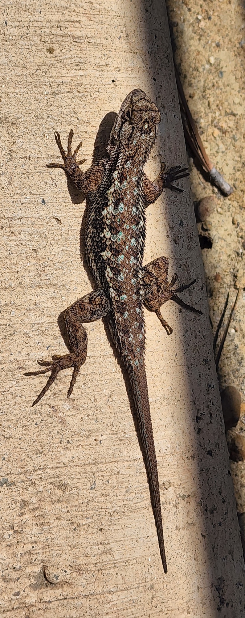 Torrey Pines State Park_lizard