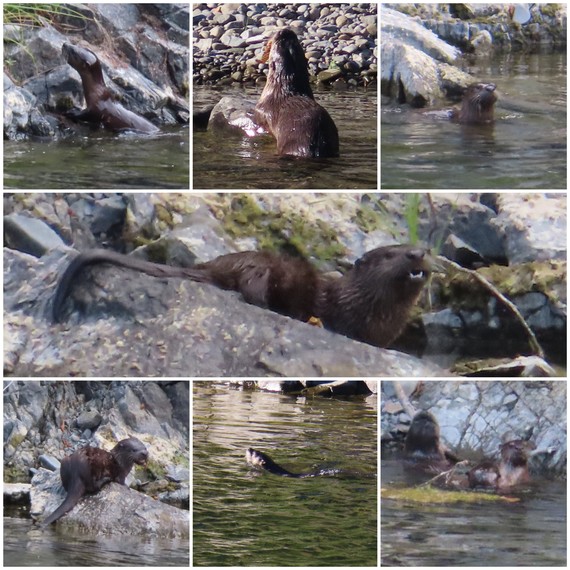 Richardson Grove SP_otter collage