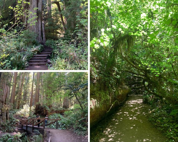 Jed Smith Redwoods SP (collage)