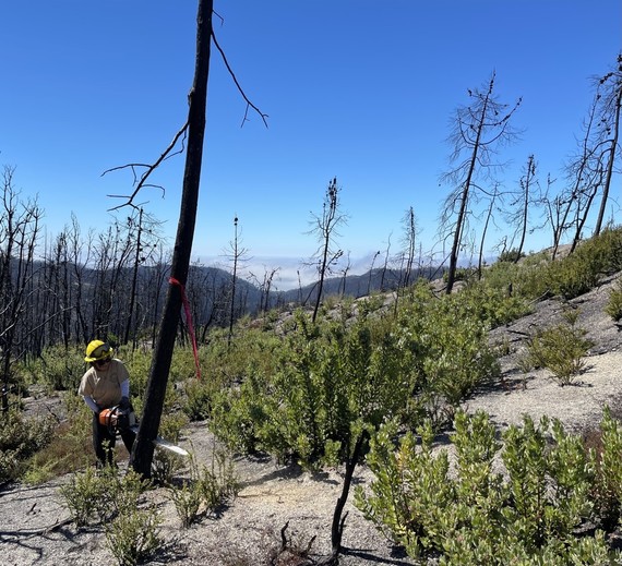 Big Basin Redwoods SP_clearing landing zone