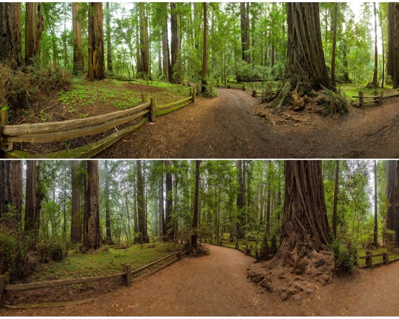 Henry Cowell Redwoods SP_2010 pano on top and 2022 pano on bottom