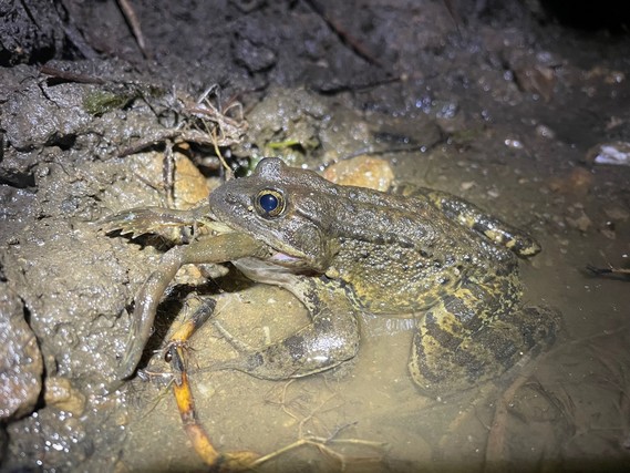 Henry W. Coe SP_CA red-legged frog eats bullfrog