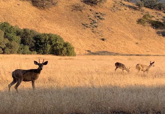 Spike and Doe's at Fort Tejon SHP
