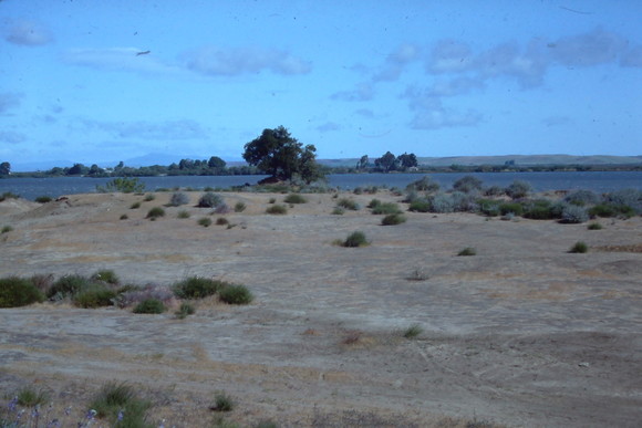 Photo of the Antioch Dunes