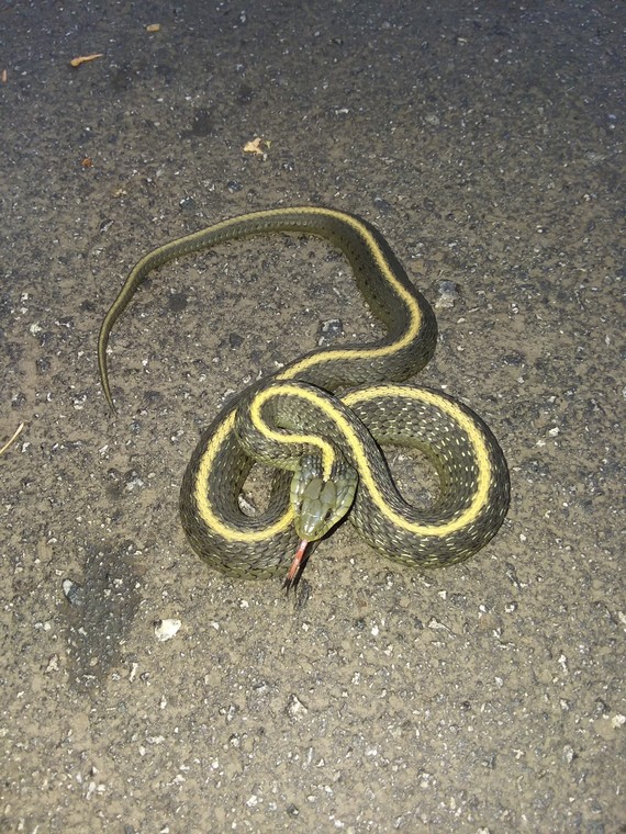 Portola Redwoods State Park Garter snake