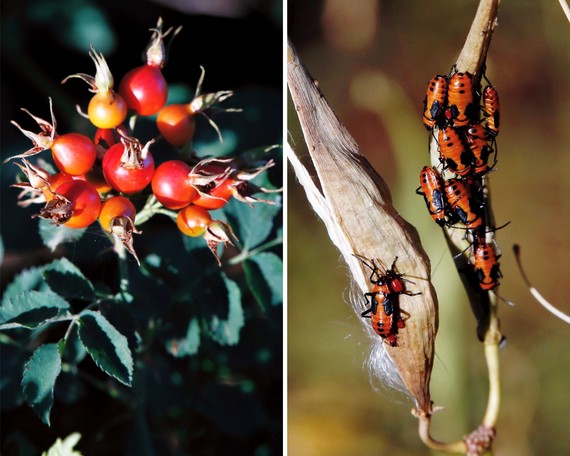 Cuyamaca Rancho SP (rose hips and milkweed bugs collage)