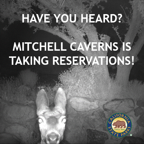 Providence Mountains SRA (Deer meme)