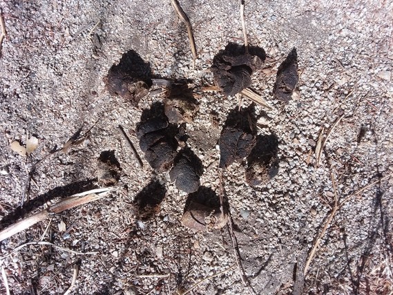 Castle Rock SP_mountain lion scat