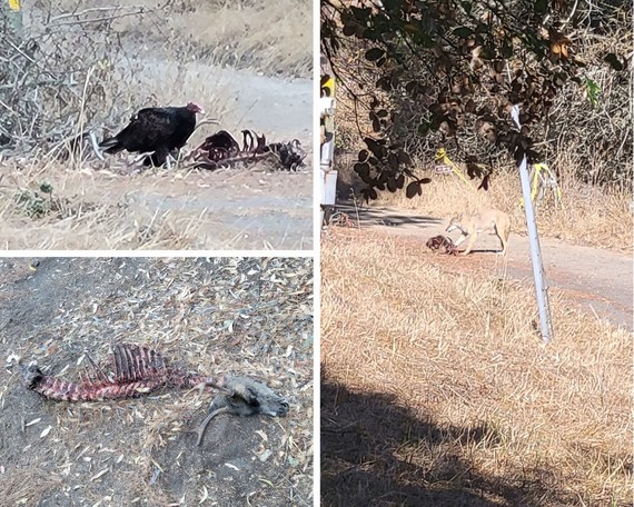 Angel Island SP (buck remains collage)