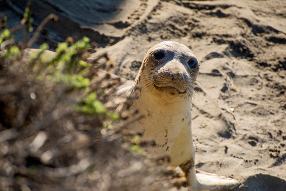 elephant seal pup