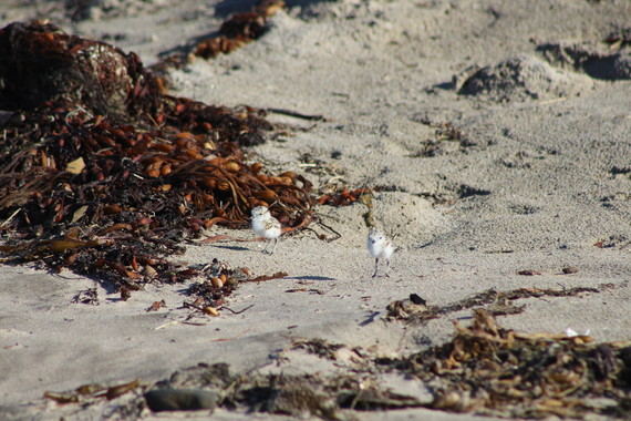 Carpinteria SB_western snowy plovers