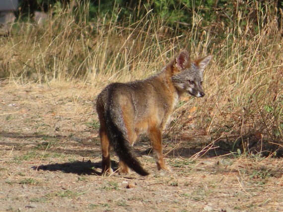 Richardson Grove State Park