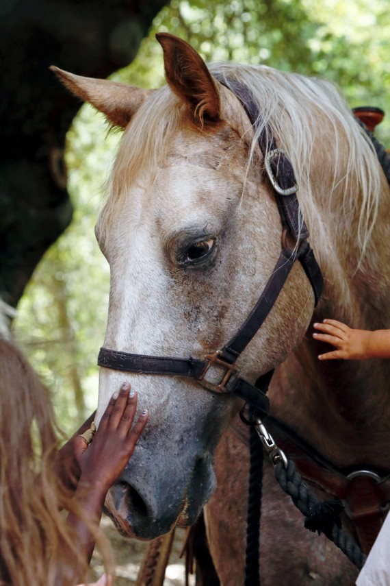 Cuyamaca Rancho SP (Horse)