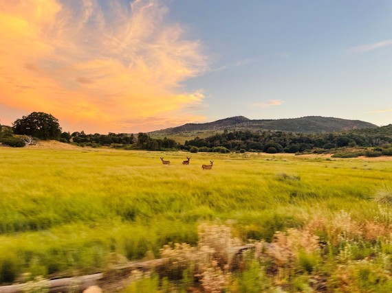 Cuyamaca Rancho SP (mule deer)