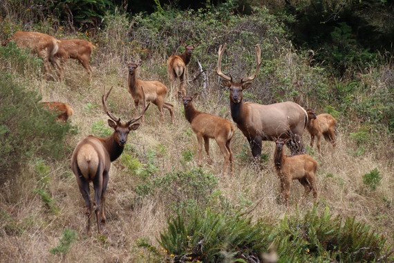 Sinkyone Wilderness SP (Roosevelt elk herd)
