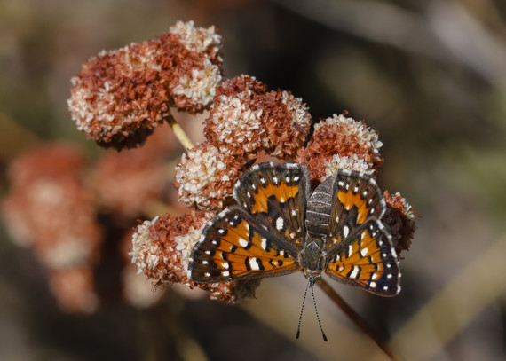 Cuyamaca Rancho SP (metalmark butterfly)