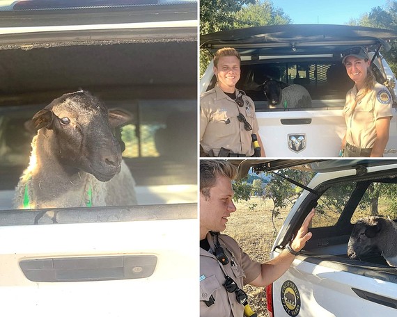 Malibu Creek SP (sheep collage)