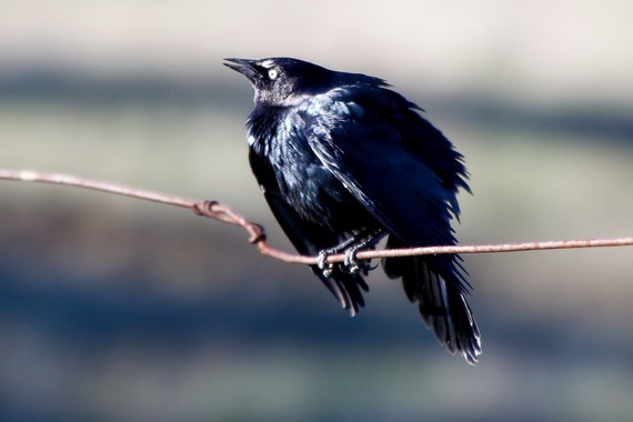 Cuyamaca Rancho Sp (Brewer's Blackbird)