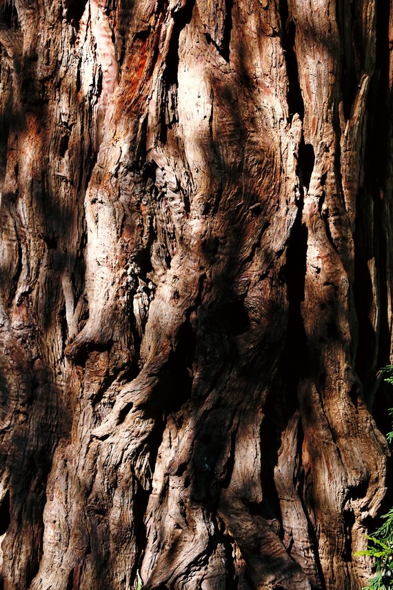 Cuyamaca Rancho SP (cedar bark)