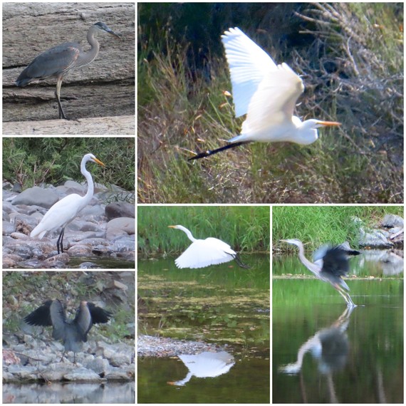 Richardson Grove SP (Bird collage)