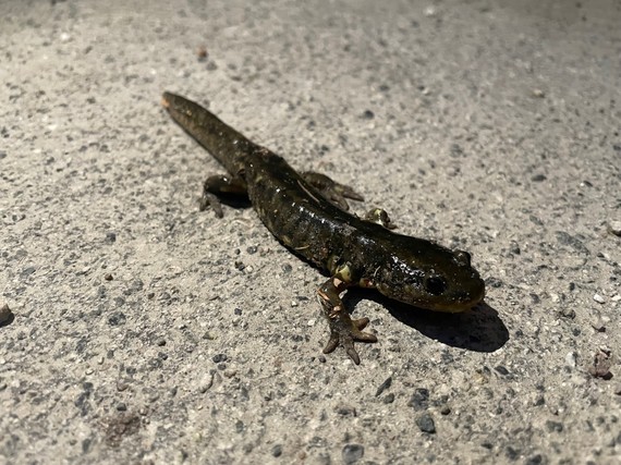 Tiger Salamander