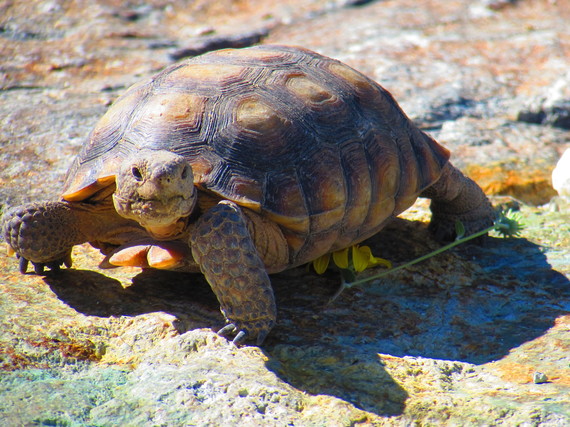 Providence Mountains SRA_mojave desert tortoise