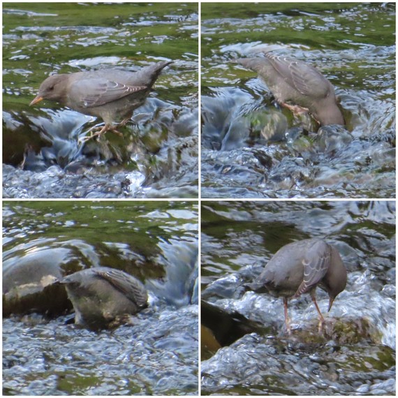 American Dipper