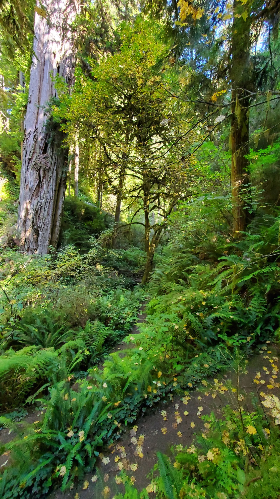 Jedediah Smith Redwoods State Park