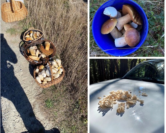 Salt Point SP (mushroom season collage)
