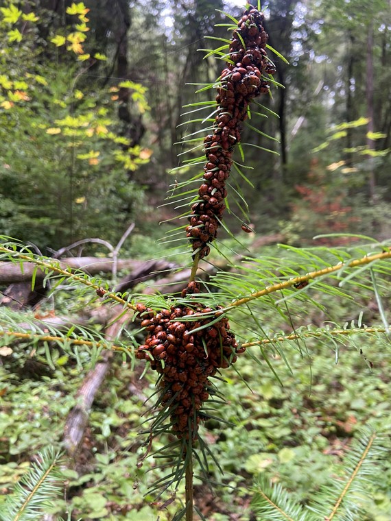 Henry Cowell Redwoods SP_ladybird beetles 