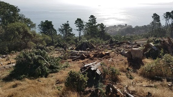 Angel Island SP_pines removal