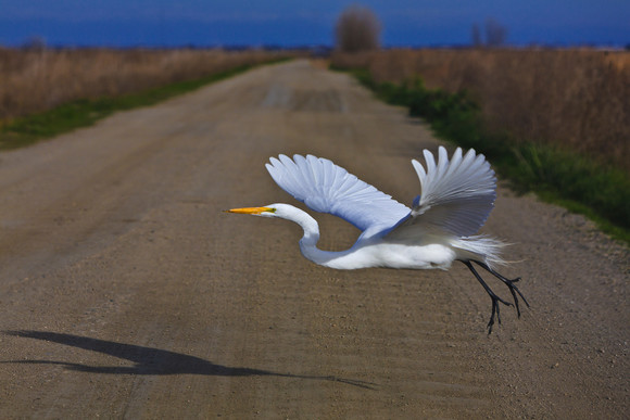 Photo of bird landing in a field