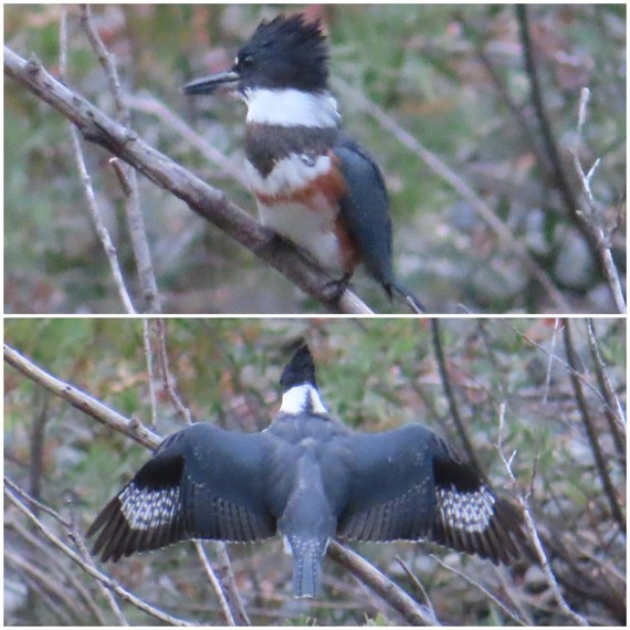 Richardson Grove SP_belted kingfisher