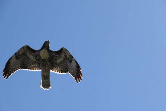 Sonoma State Historic Park_red-tailed hawk